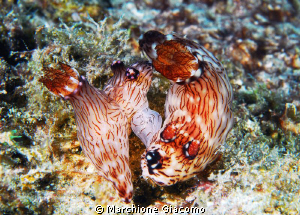 Lovers
Nikon D200 , 60 micro, ywo strobo
Komodo Island by Marchione Giacomo 